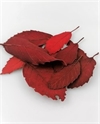 Røde op farvede / præparerede Dekorationsblade. Ca. 7 til 14 cm.